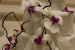 img_6855b.jpg
